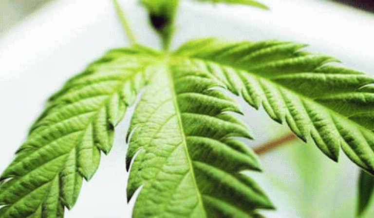 People with AUD may be able to substitute cannabis for alcohol